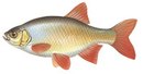 Рублевка - иконка «рыбалка» в Капустином Яре